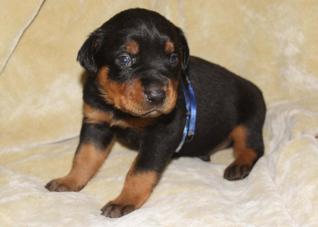 FD Kennels AKC Rottweiler Puppies for sale in Ohio